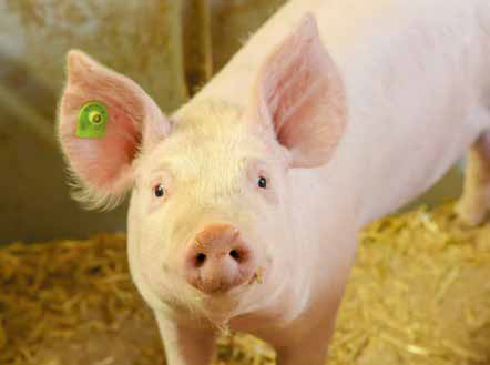 Aktuelle Herausforderungen für schweinehaltende Betriebe aus tierärztlicher Sicht