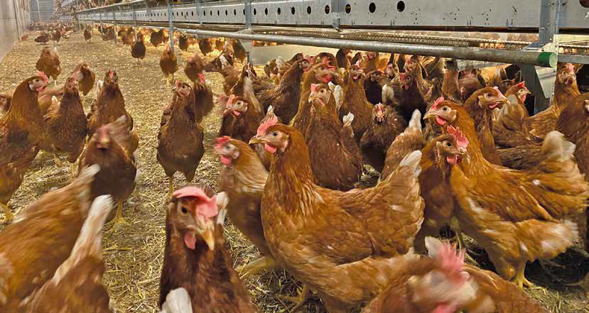 Optimierung der Gesundheit und Leistung von Legehennen