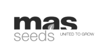 Logo Mas Seeds