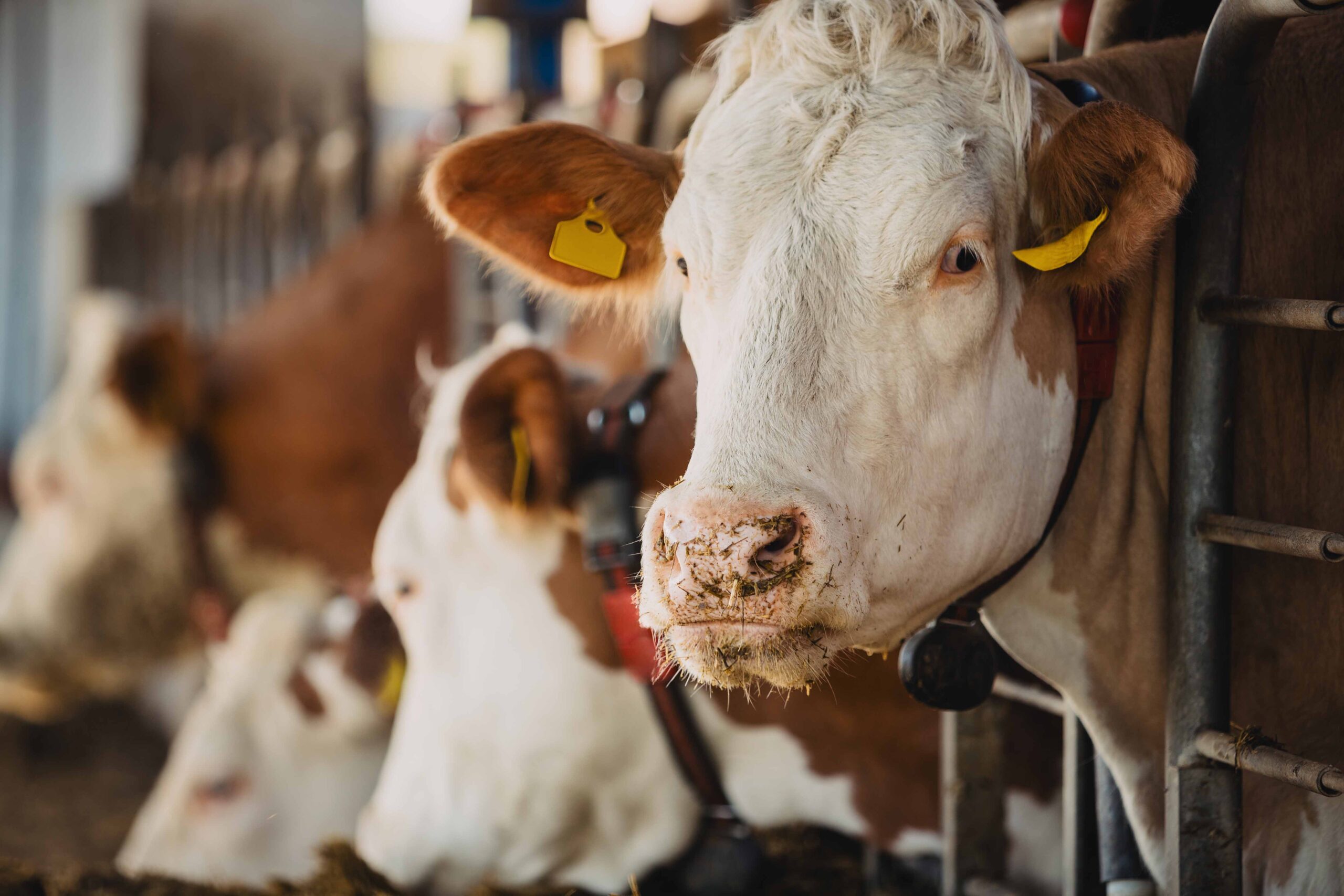 Fruchtbarkeit und Zucht