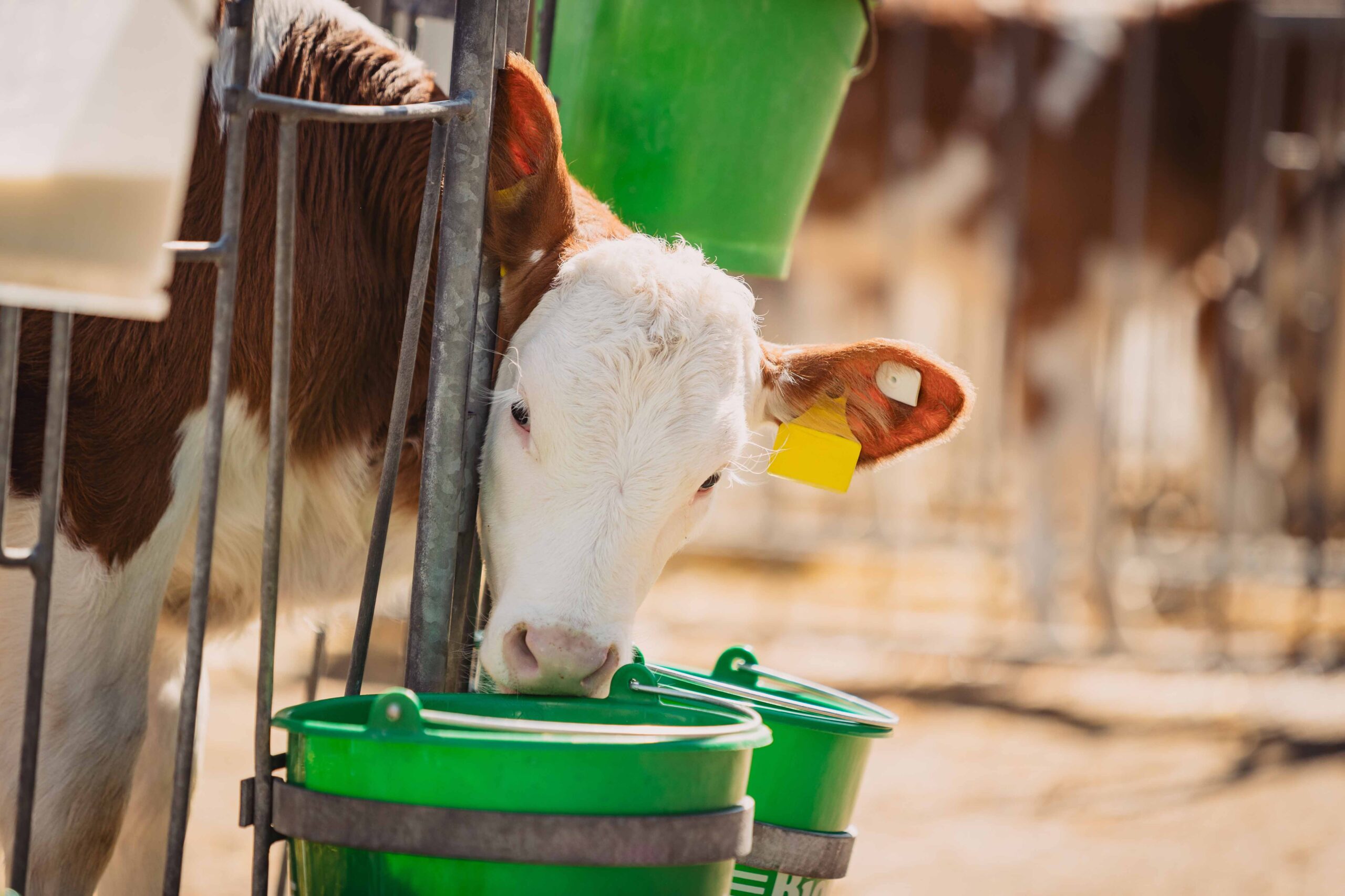 Ein Kalb mit gelber Ohrmarke steckt den Kopf durch ein Gitter und trinkt aus einem grünen Eimer; im Hintergrund sind weitere Kälber