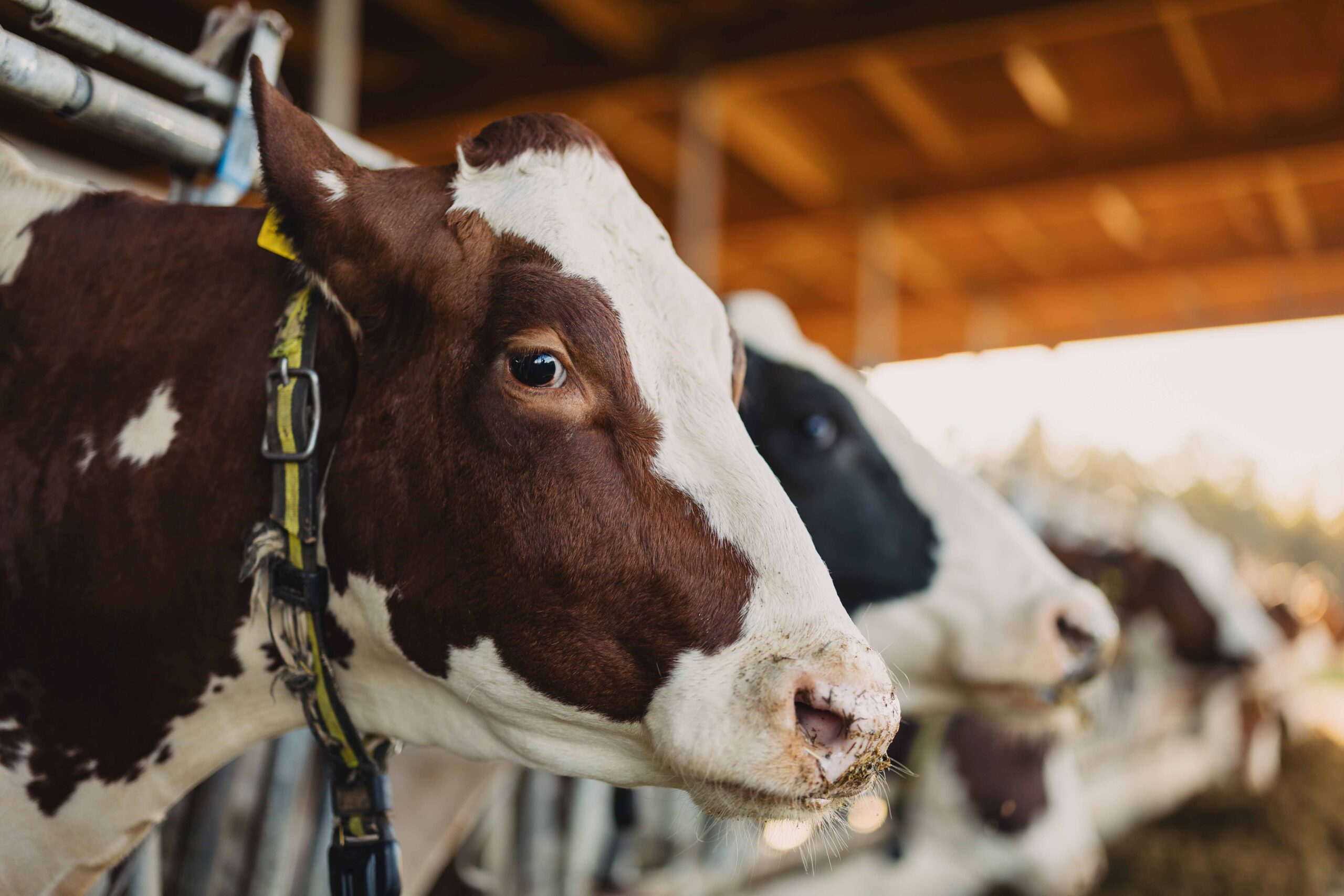 Nahaufnahme einer braun-weißen Kuh mit gelber Ohrmarke in einem Stall; im Hintergrund sind weitere Kühe