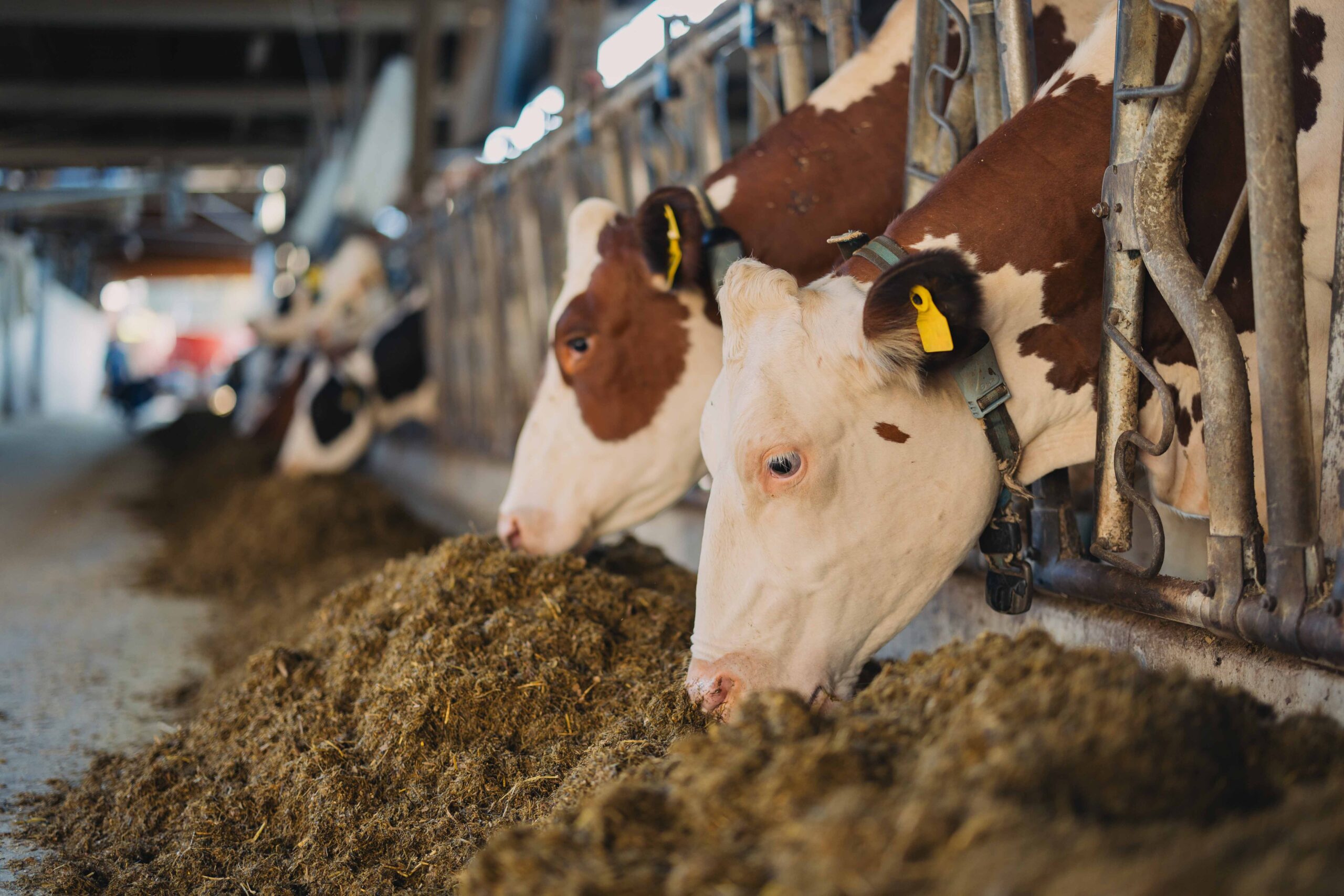 Zwei Kühe mit gelben Ohrmarken fressen Futter aus einer langen Futterrinne im Stall; im Hintergrund sind weitere Kühe zu sehen