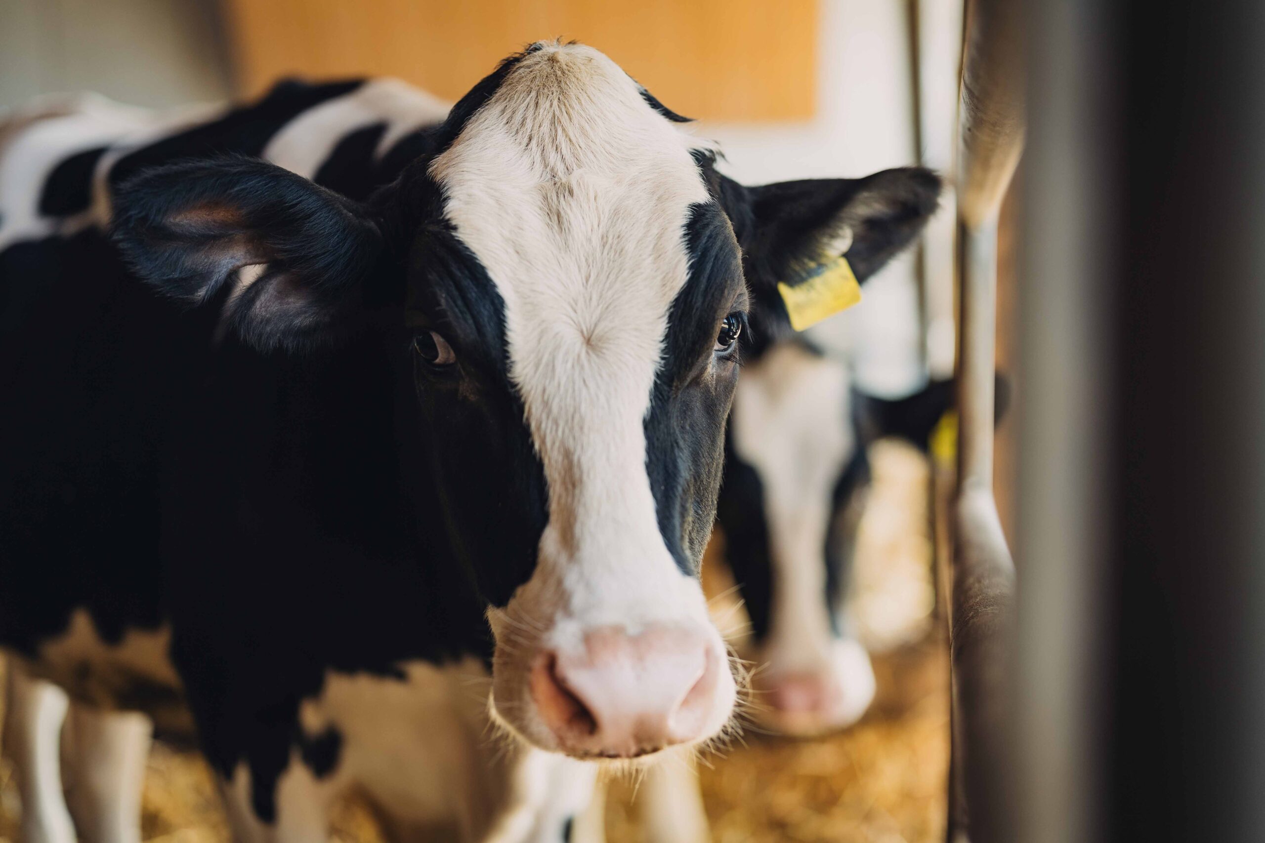 Nahaufnahme eines schwarz-weißen Rinds mit gelben Ohrmarken im Stall; der Hintergrund ist unscharf