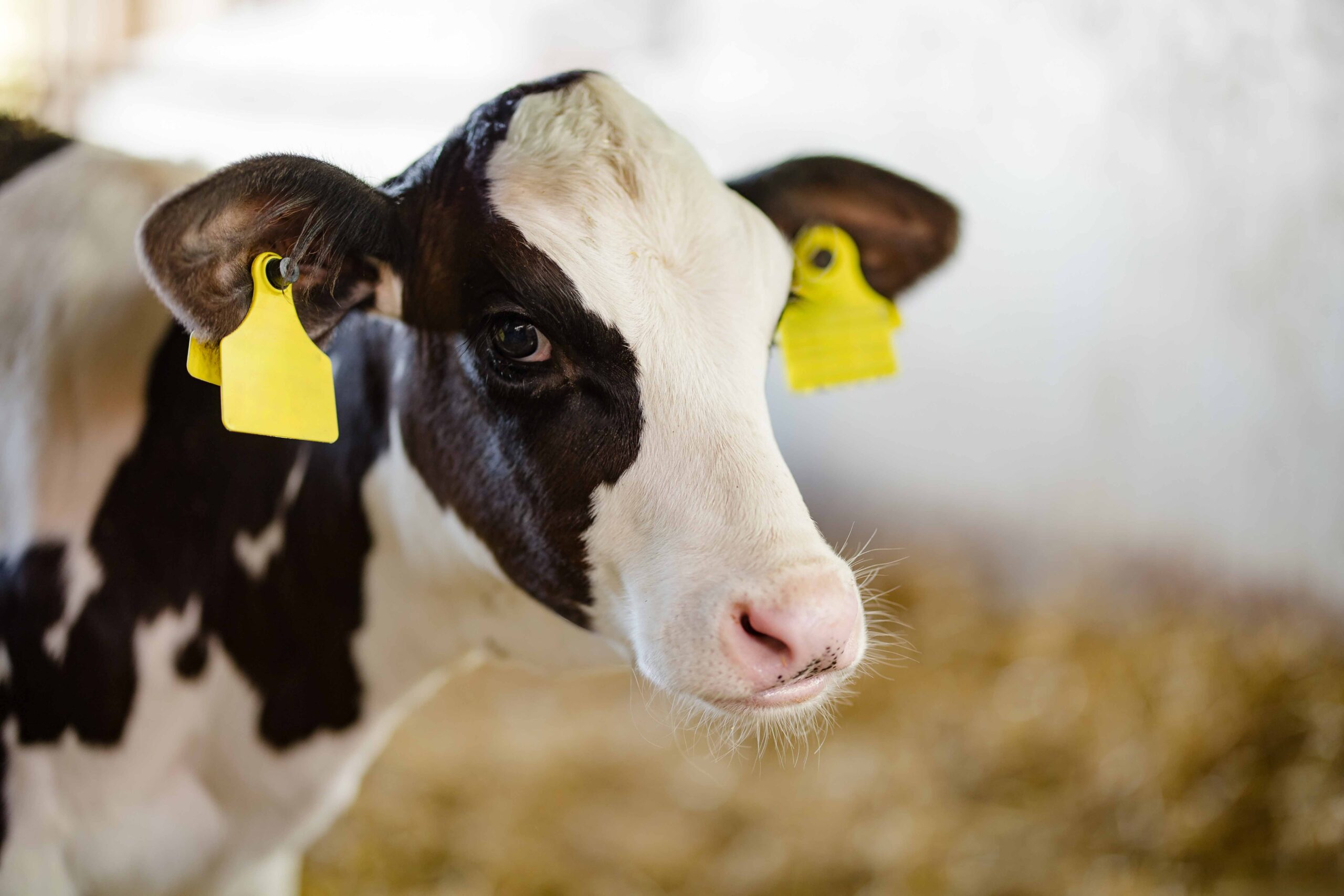 Nahaufnahme eines schwarz-weißen Kalbs mit gelben Ohrmarken im Stall