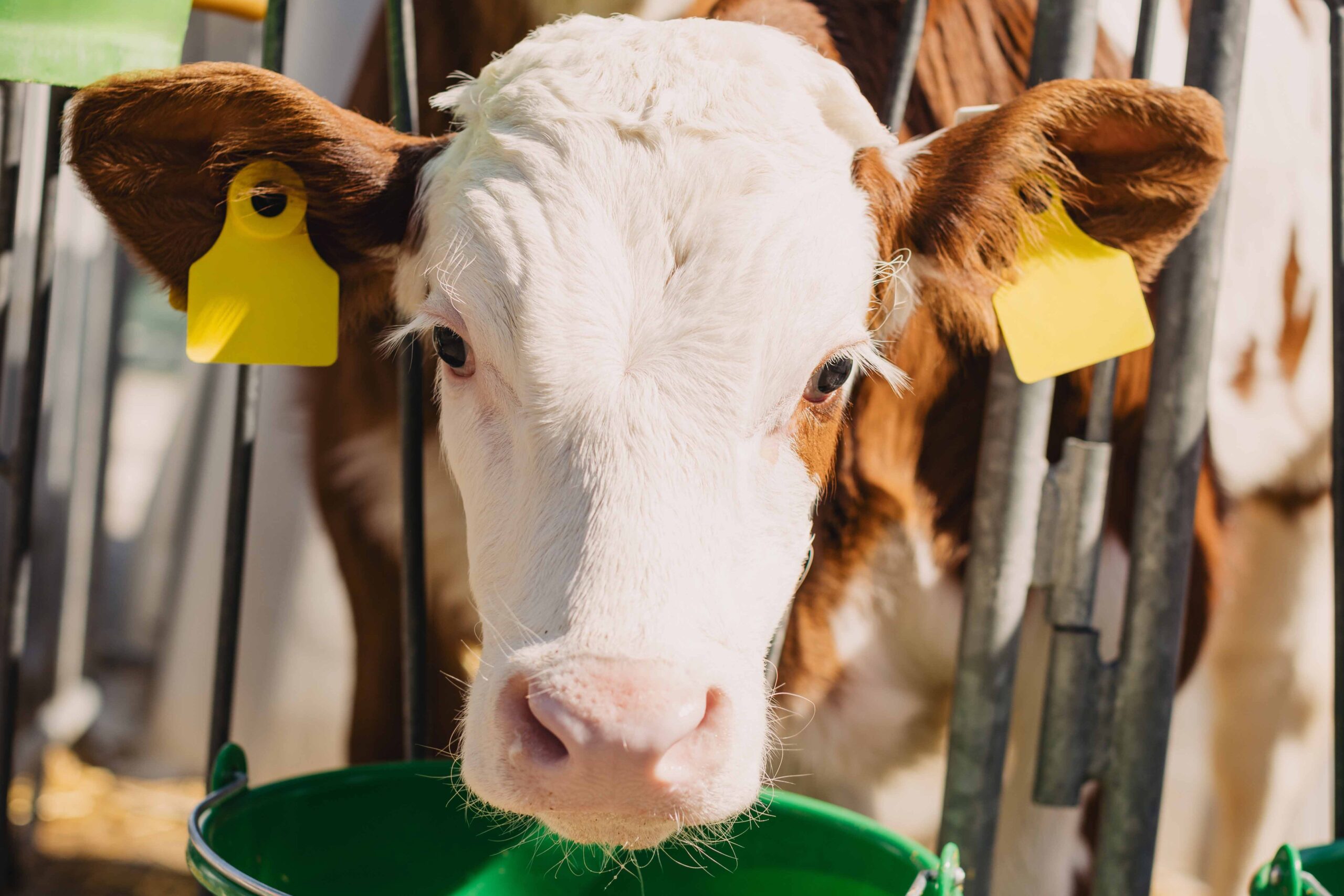 Ein junges Kalb mit gelben Ohrmarken im Stall trinkt aus einem grünen Eimer