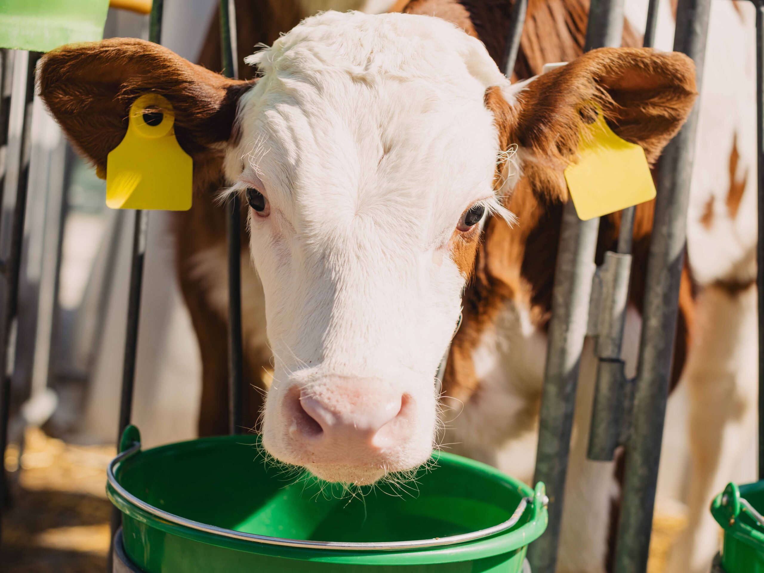 Ein junges Kalb mit gelben Ohrmarken trinkt aus einem grünen Eimer in einem Stall