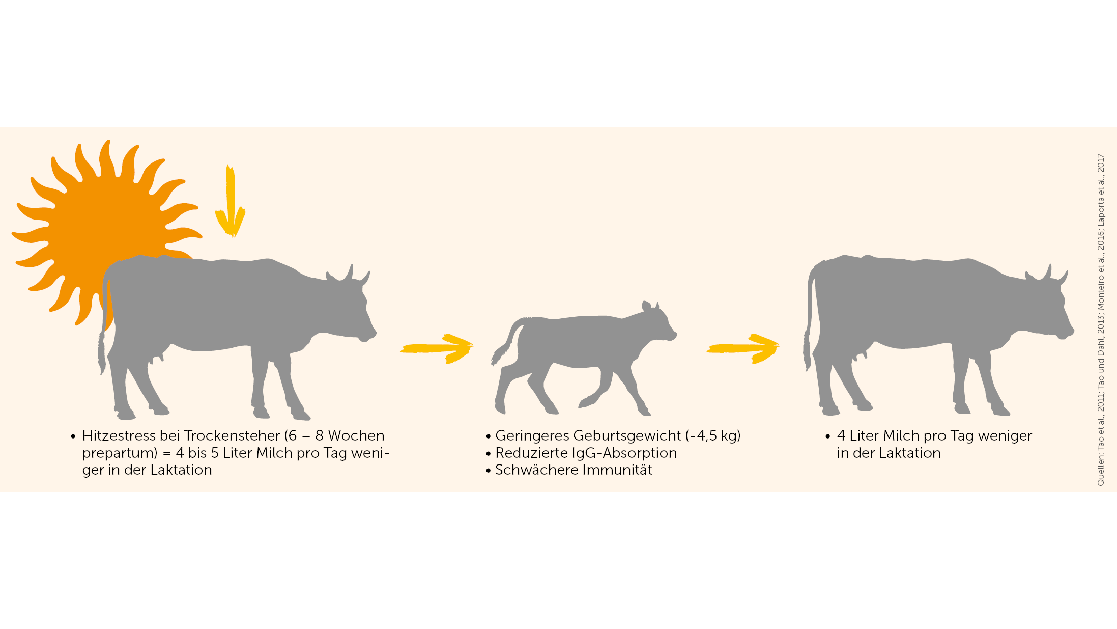 Infografik zeigt eine tragende Kuh, ein Kalb und eine Milchkuh mit Pfeilen dazwischen sowie Text, der die Folgen von Hitzestress vor und nach der Geburt auf Geburtsgewicht, Milchproduktion und Immunität erläutert