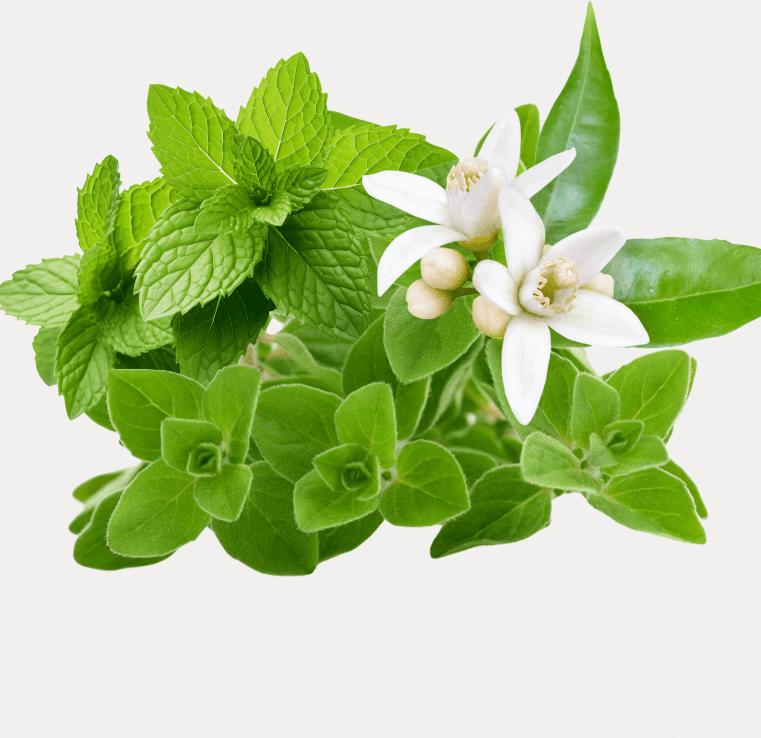 Collage aus grünen Kräuterblättern und weißen Blüten vor weißem Hintergrund