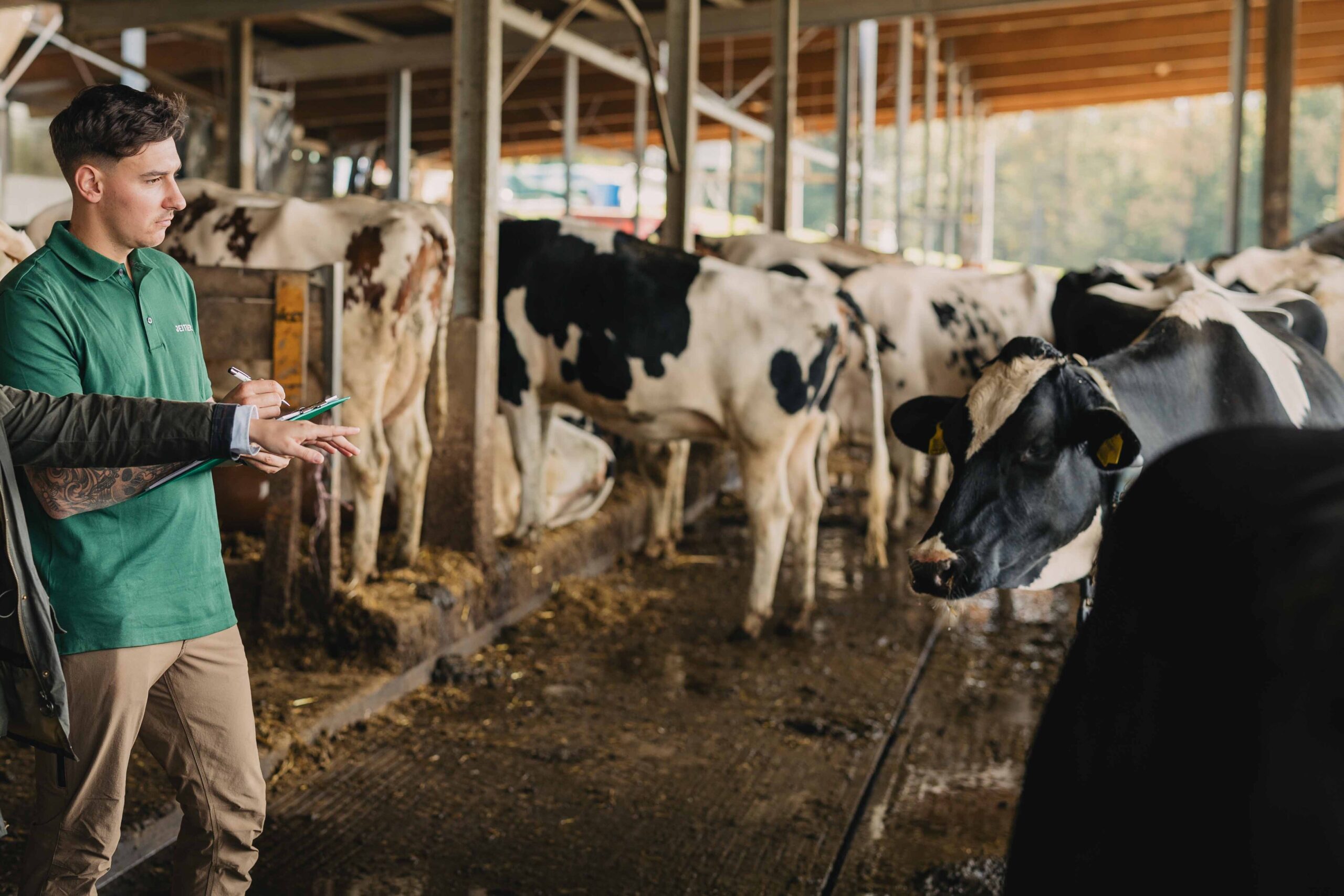 Ein Mann in grünem Poloshirt hält ein Tablet in einem Kuhstall und beobachtet eine schwarz-weiße Kuh; im Hintergrund stehen weitere Kühe