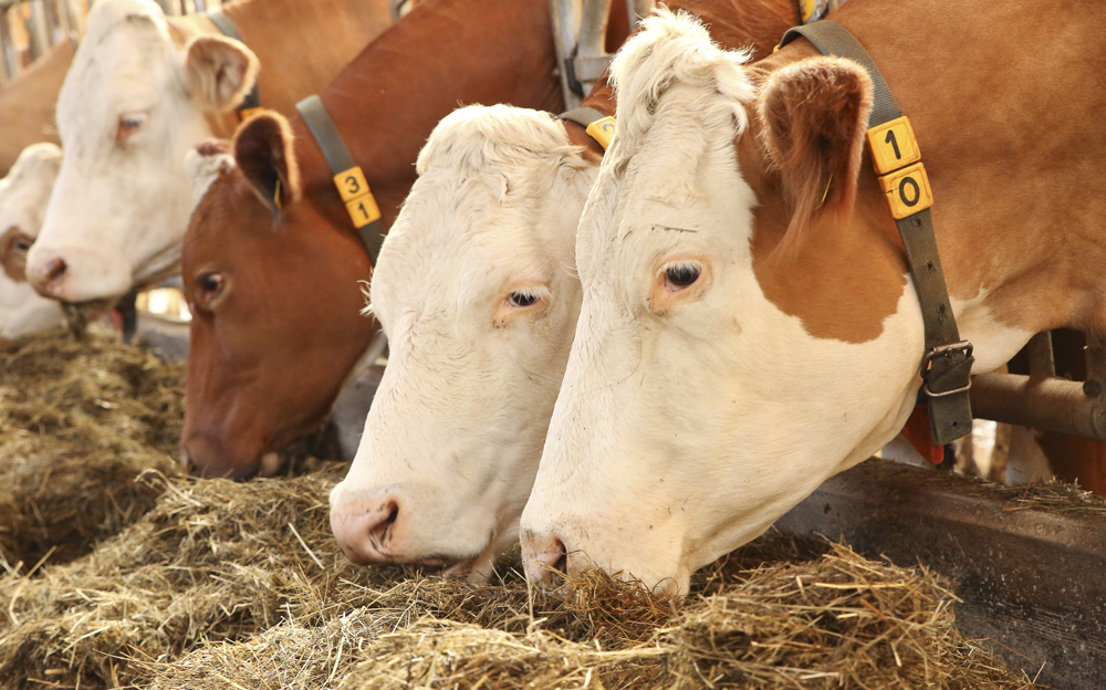 Kühe sind die besten Berater und lügen nie