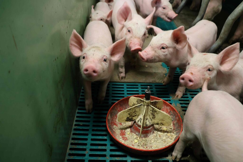 Schweinezuchtbetrieb Söllradl