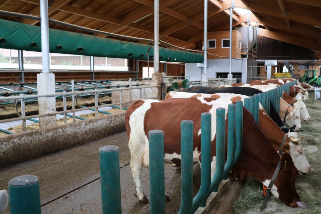 Kuhstall des Betriebs von Familie Schwarz