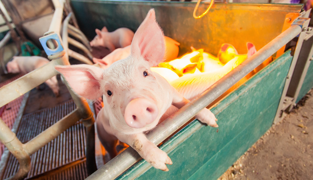 Einfluss der Futterstruktur auf die Magen-Darm Gesundheit