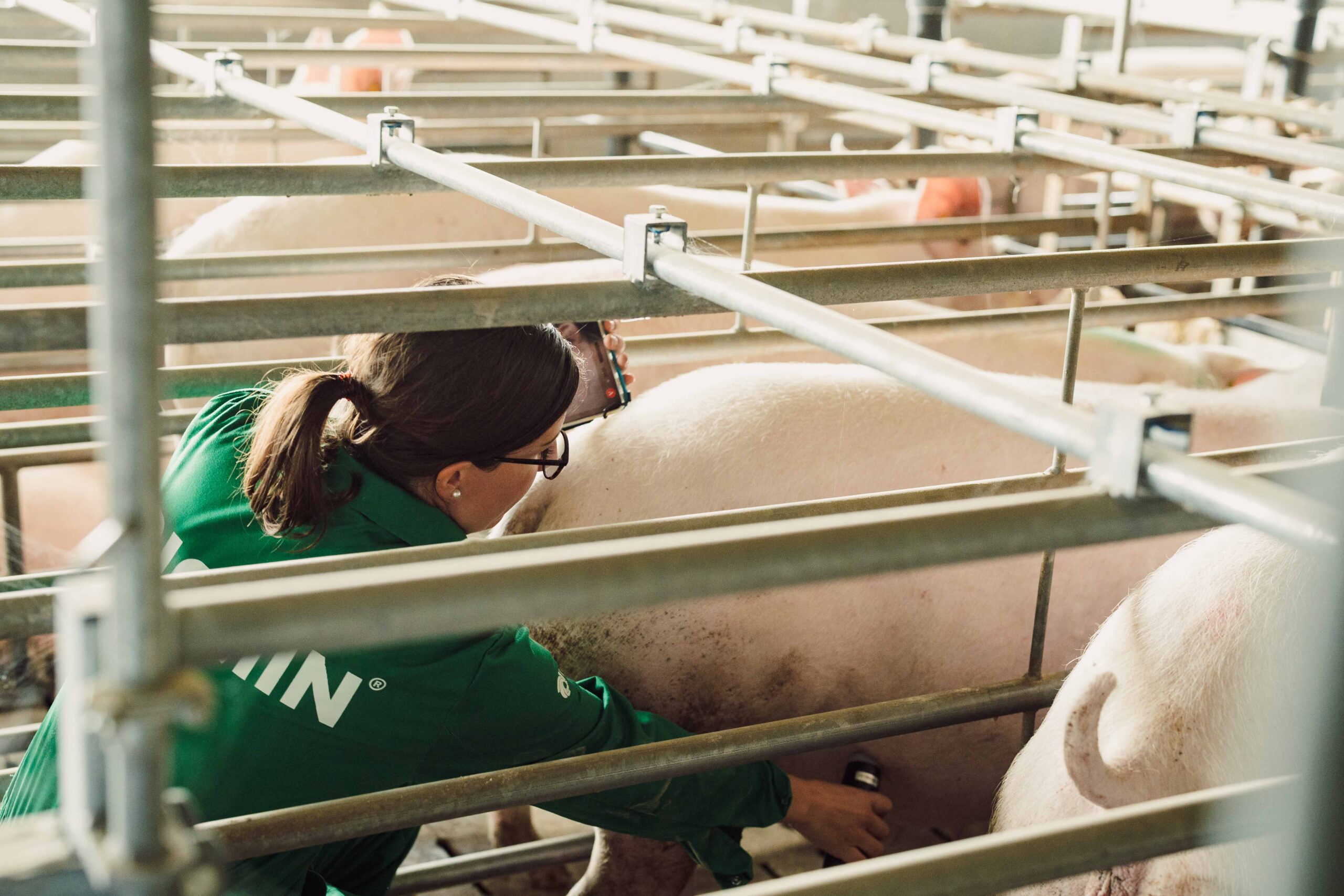 Zuchtsauen: Fundament & Fruchtbarkeit – Die gute Basis für gesunde & leistungsfähige Zuchtsauen