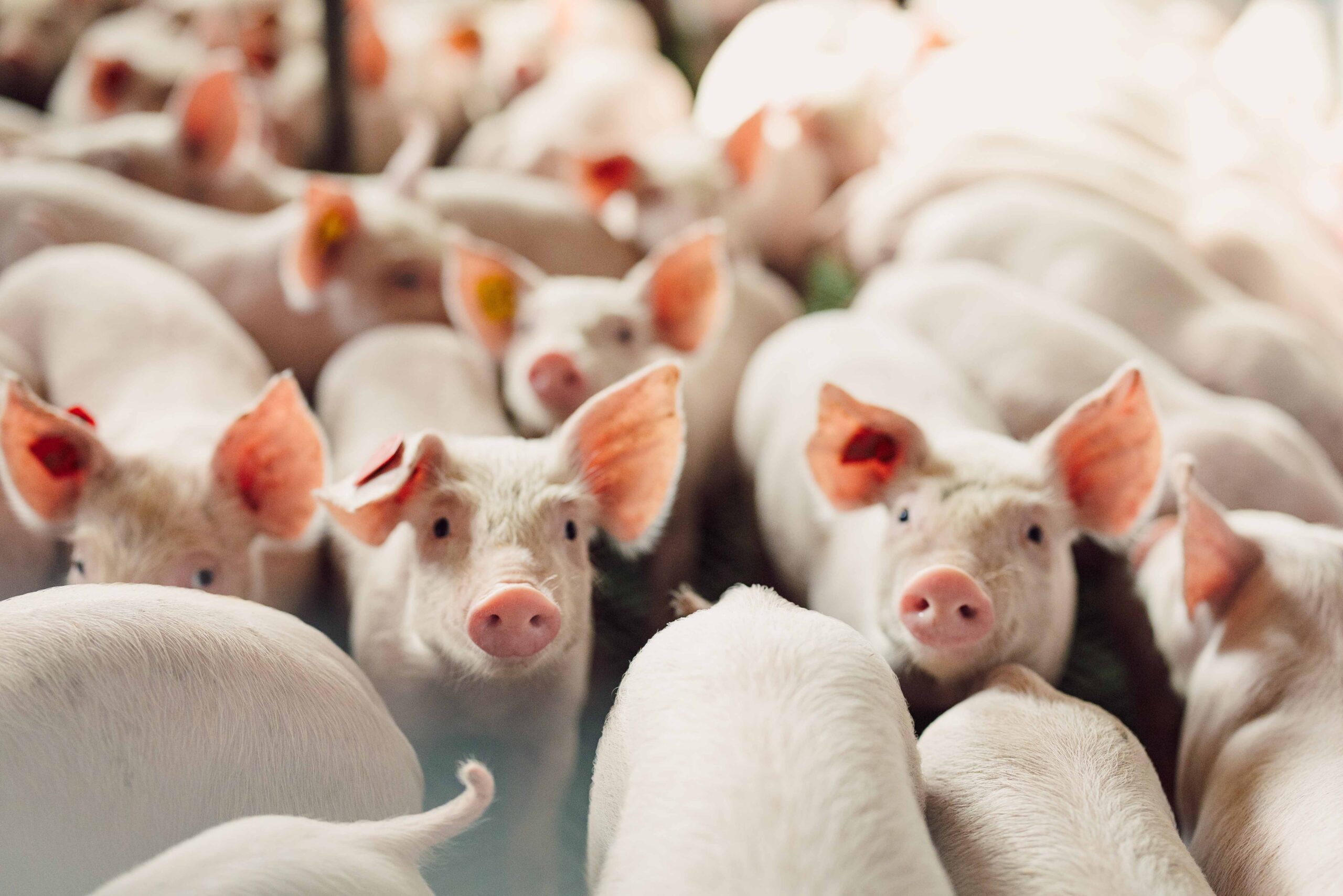 Nekrosen und Kannibalismus bei Schweinen – Darmgesundheit fördern