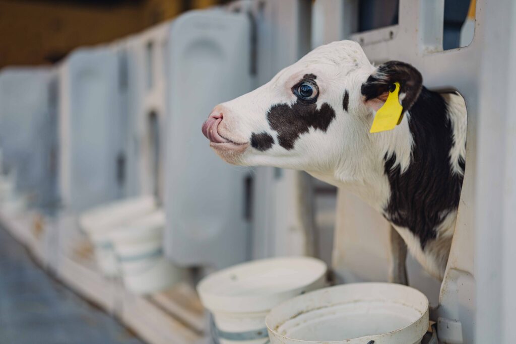 Schwarz-weißes Kalb