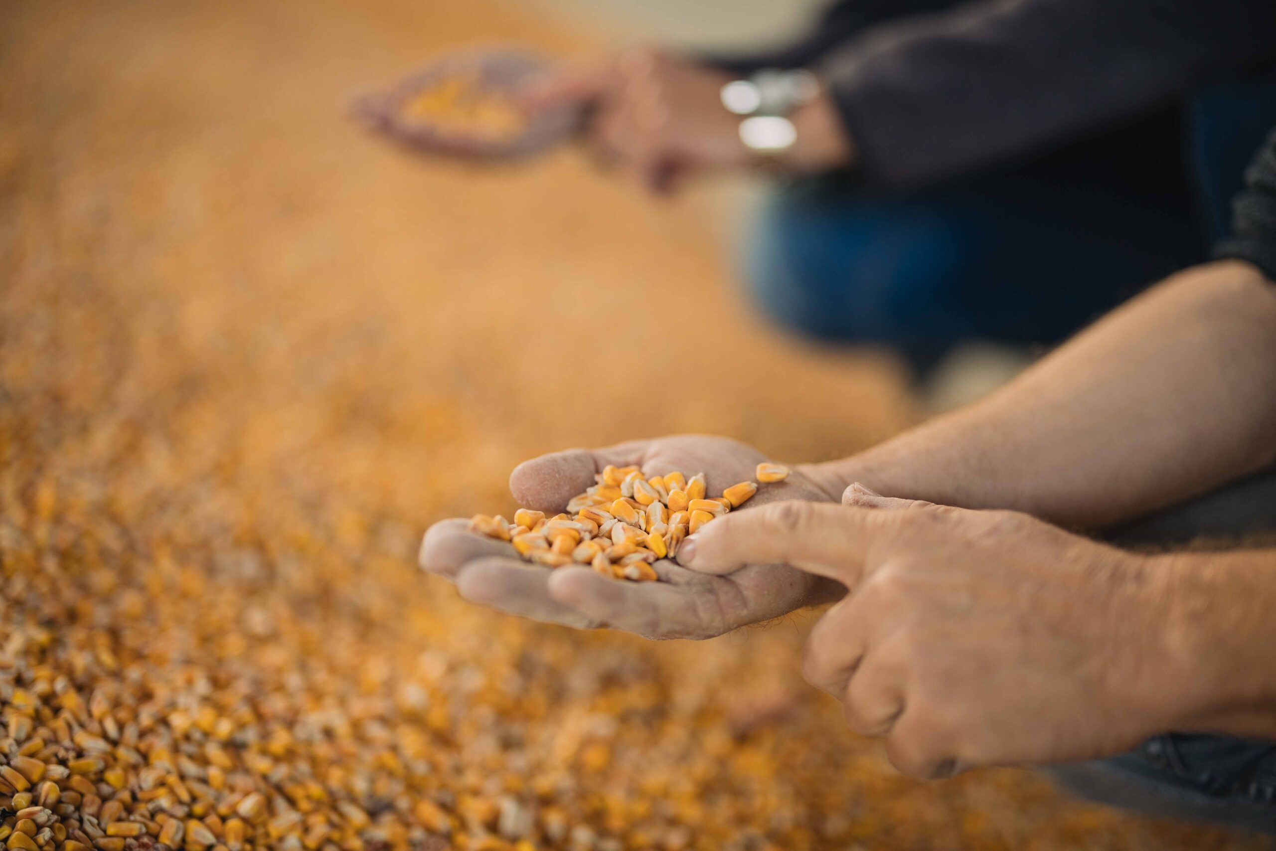 Mykotoxine im Schweinefutter – Mykotoxikose bei Schweinen und Ferkeln vermeiden