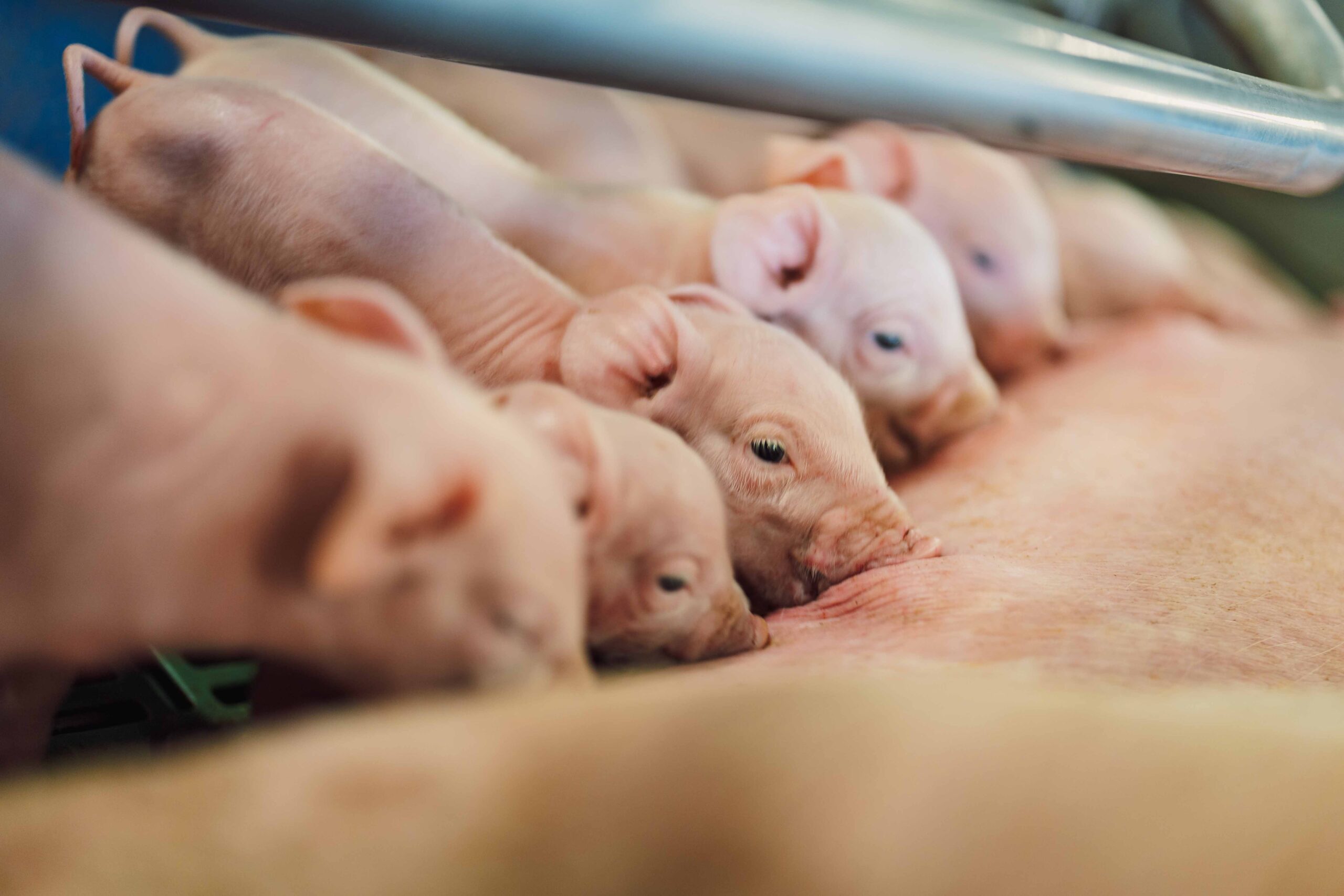 Geburtsvorbereitung bei Sauen: MMA effektiv vorbeugen