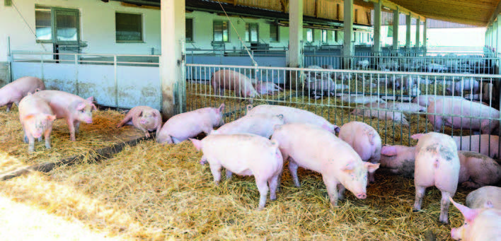 Außenbereich für Schweine