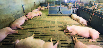 Fütterung der Schweine im Innenbereich