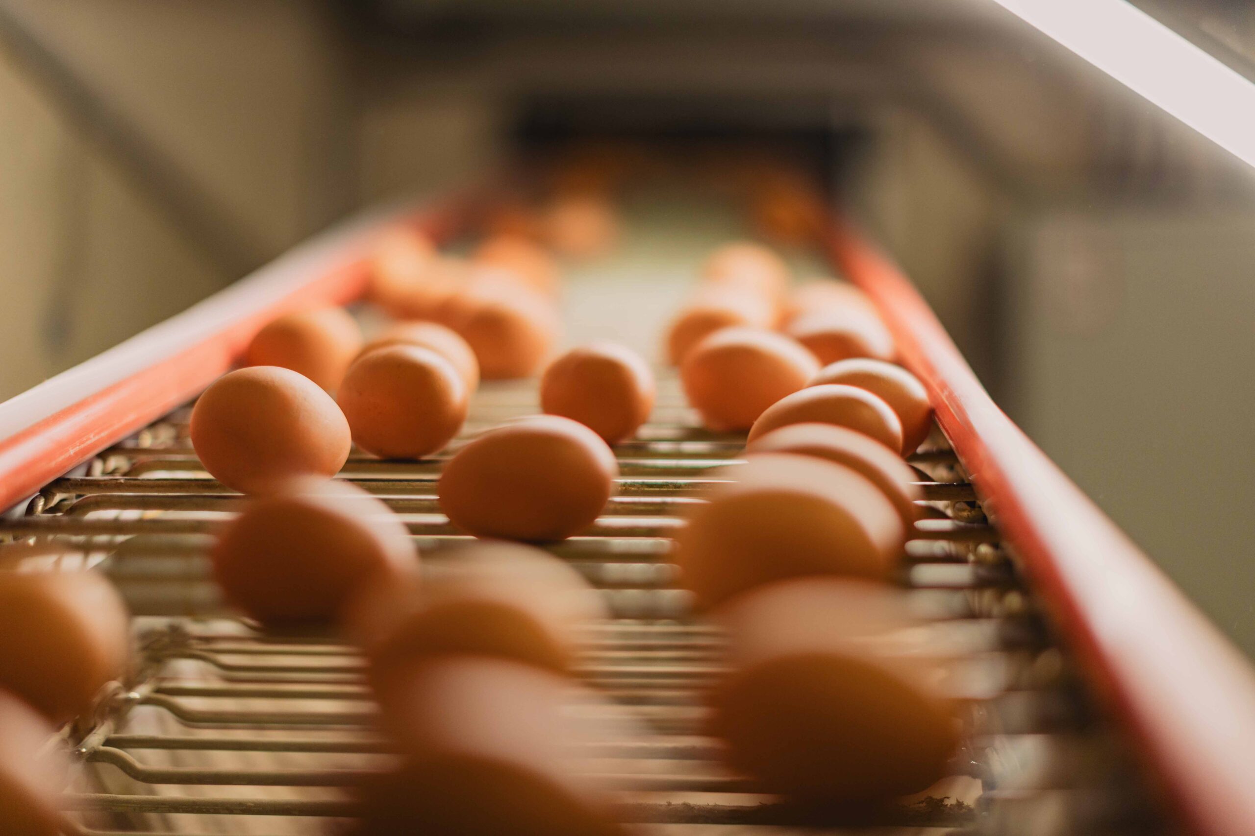 Legeleistung erhöhen: Hohe Legeleistungen bis zum Ausstallen