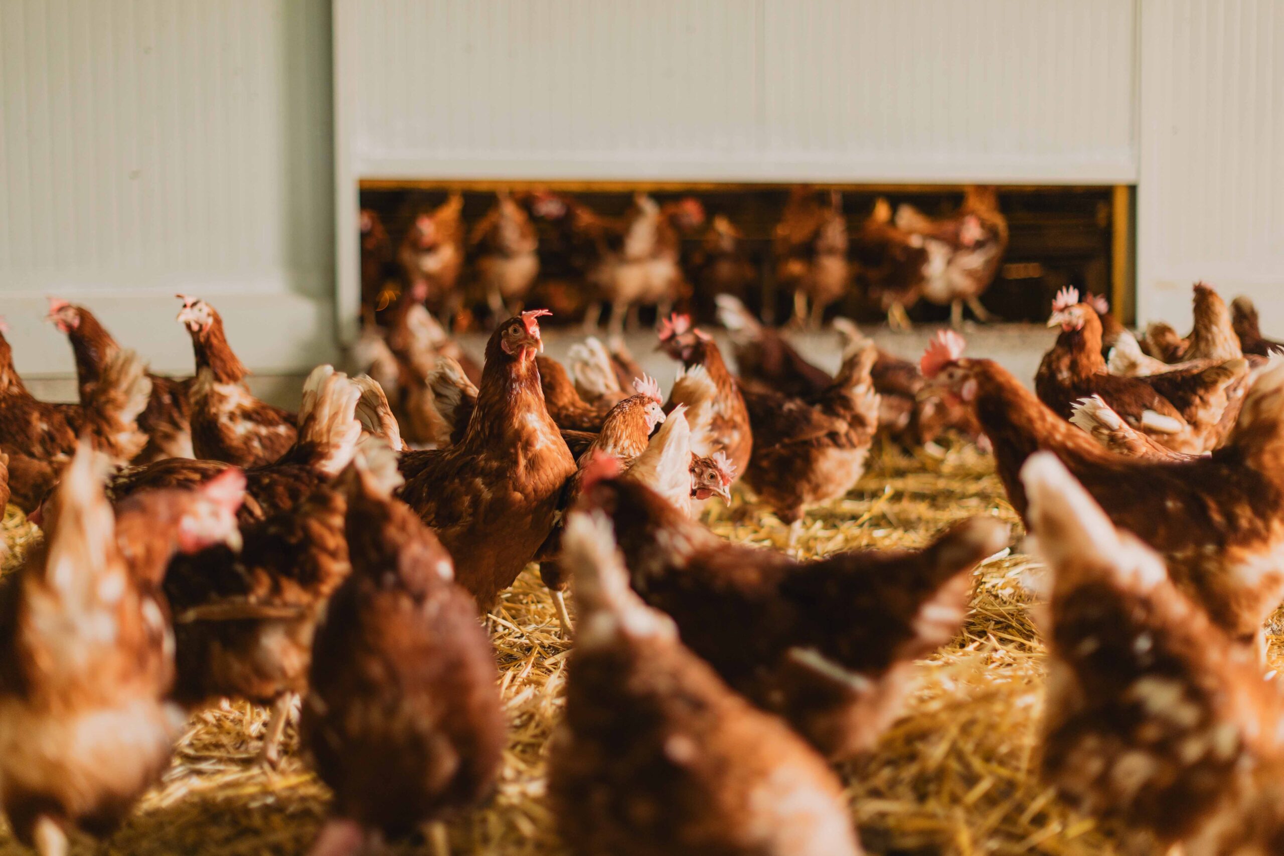 Unruhe im Stall – Federpicken und Kannibalismus bei Legehennen