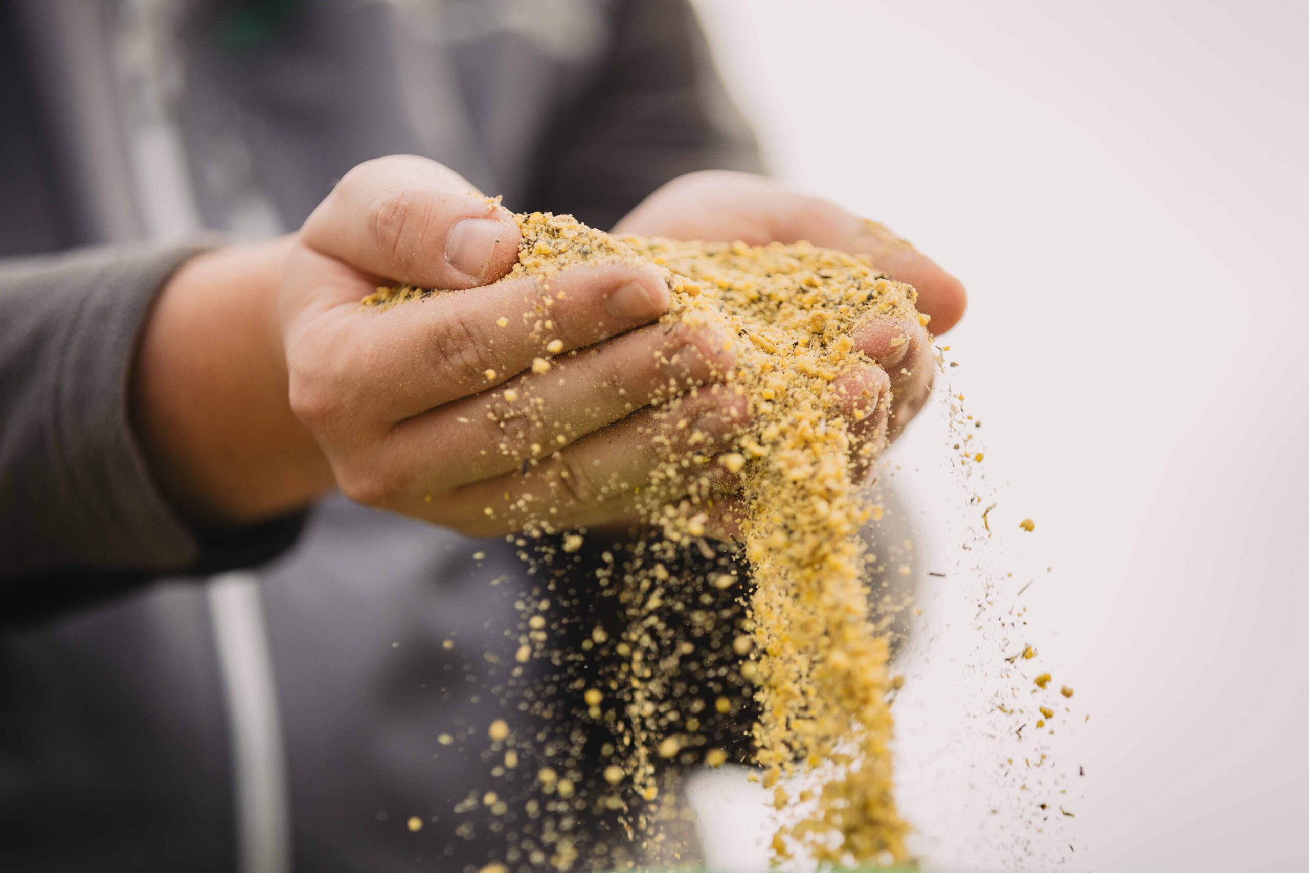 Mykotoxine bei Legehennen 