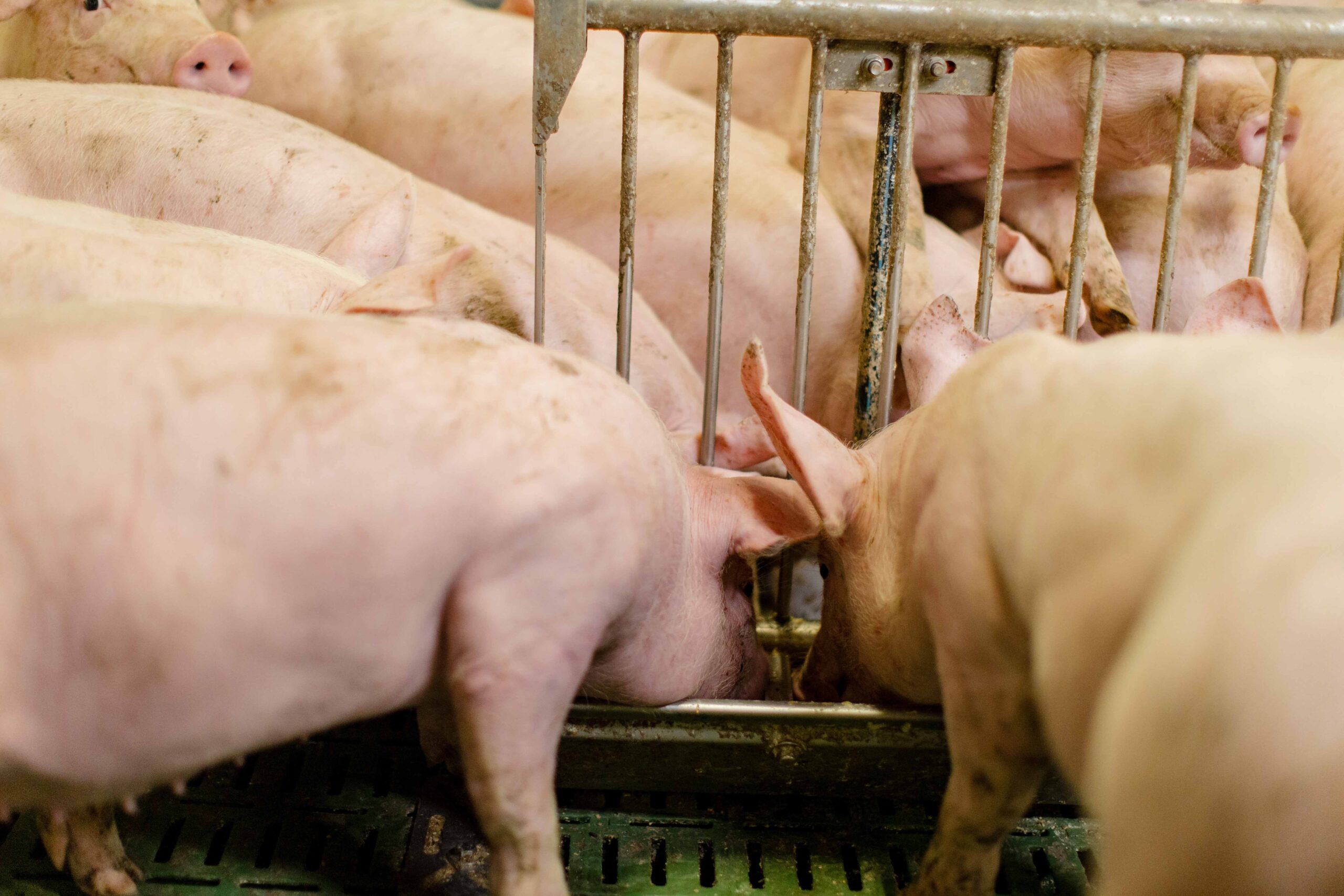 Streptokokken bei Ferkeln