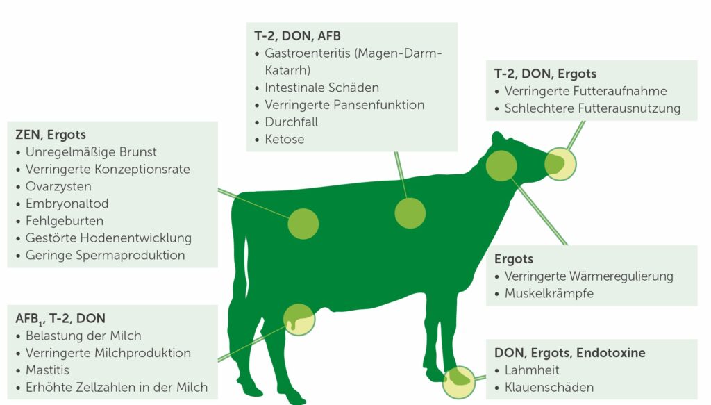 Auswirkungen von Mykotoxinen bei Rindern