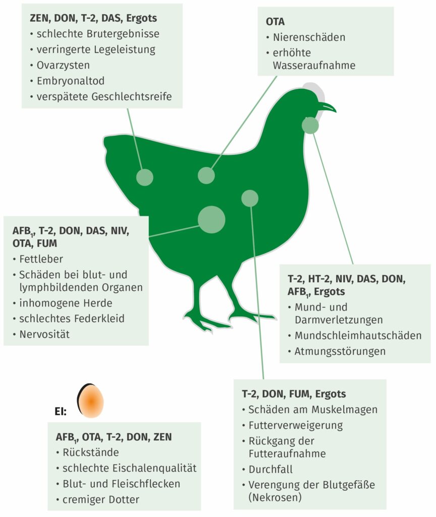 Infografik Legehenne - Mykotoxine