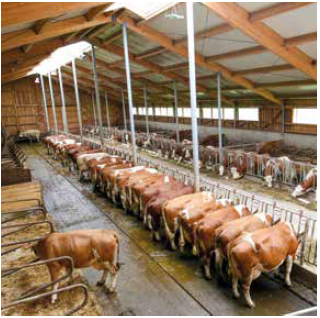 Geräumiger Laufstall für optimales Wohlbefinden der Tiere