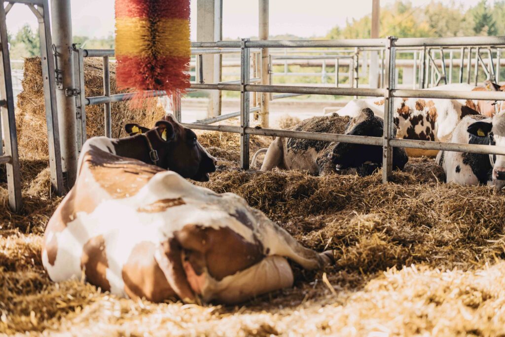 Kühe liegen im Stall