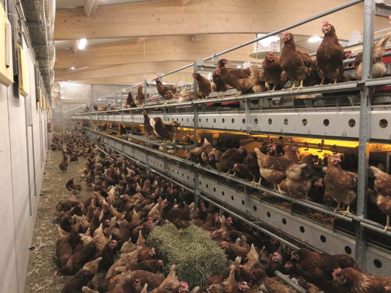 Hühnerstall mit Selbstmischungskonzept