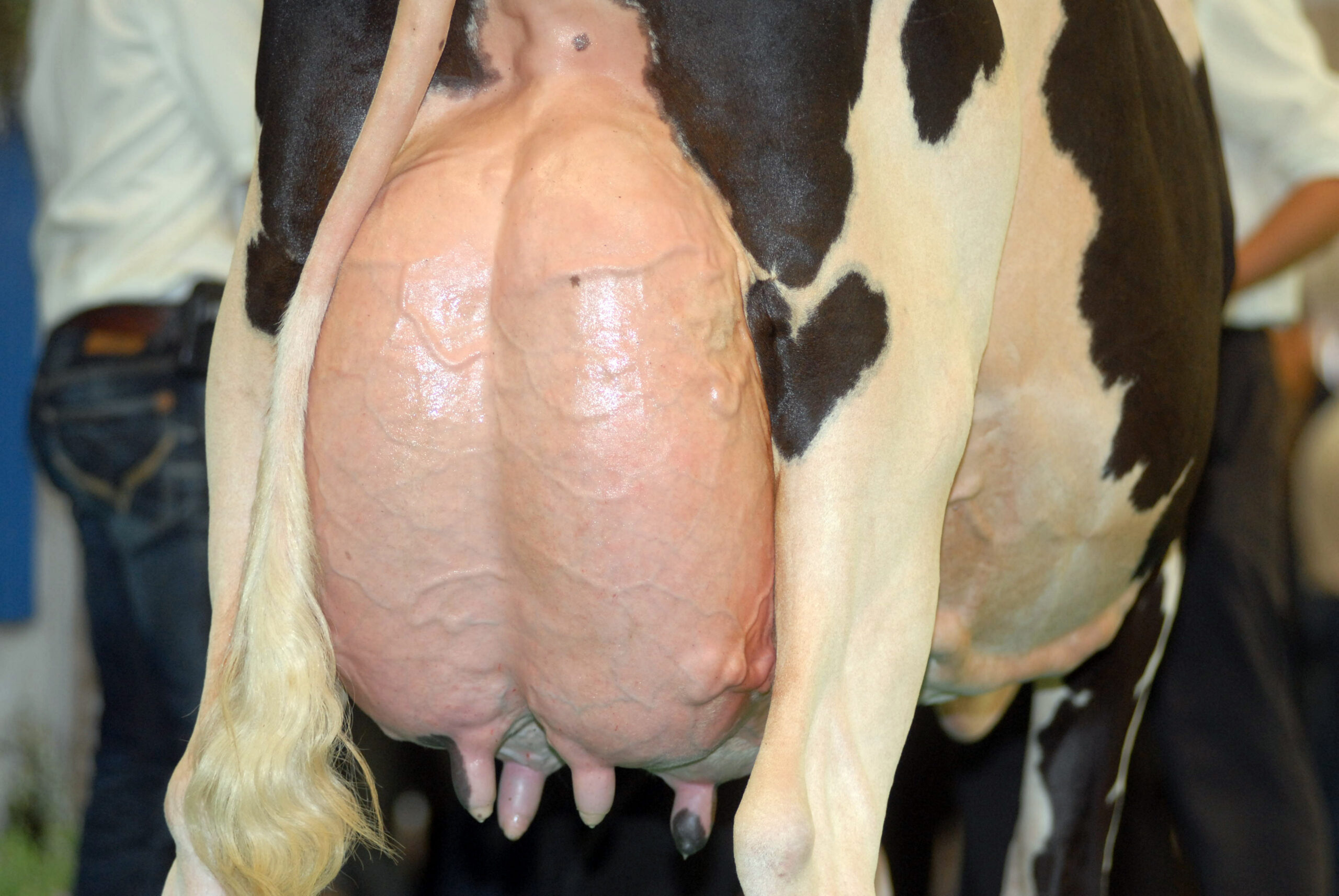 Mastitis und Eutergesundheit bei Kühen