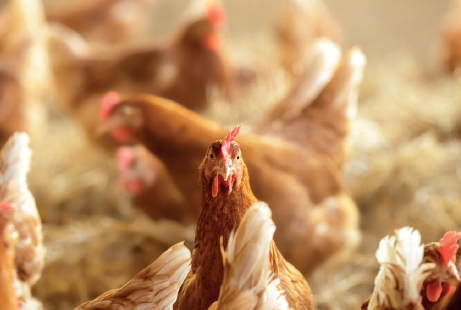 Nahaufnahme eines Hühnerstalls