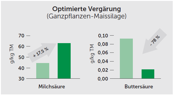 Zwei Balkendiagramme zur Gärqualität von Ganzpflanzen-Maissilage: Die dunkelgrünen Balken (BIOMIN® Biostabil Mays HC) zeigen einen um 17,5 % höheren Milchsäuregehalt und eine um 78 % reduzierte Buttersäure im Vergleich zur Kontrollgruppe.