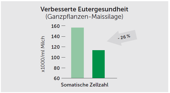 Balkendiagramm zur Eutergesundheit bei Maissilage: Die dunkelgrüne Säule (BIOMIN® Biostabil Mays HC) zeigt eine um 26 % niedrigere somatische Zellzahl im Vergleich zur Kontrollgruppe (hellgrün).