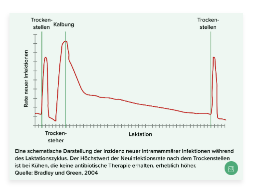 Eine schematische Darstellung der Inzidenz neuer intramammärer Infektionen während des Laktationszyklus