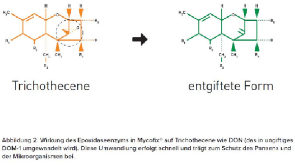 Wirkung des Epoxidaseenzyms in Mycofix